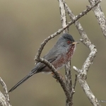Dartford Warbler (Sylvia undata) M