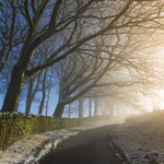 Trees on a Lane
