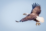 Taking Flight