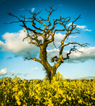 Lone Tree Whipley Manor Farm 10931522