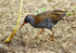 Water Rail with worm