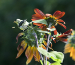 American Goldfinch on Sunflower
