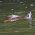 Otter