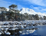 Scots Pines portfolio
