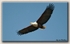 Fish Eagle 1