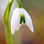 Snowdrop