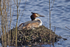Great Crested Grebe - Sevenoaks Natur Reserve