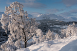 Winter snow