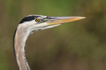 Great Blue Heron head, Viera Wetlands, Florida