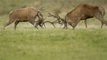RED DEER RUT ref rdr 14