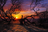 Dawn Chorus