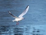 Black-headed Gull