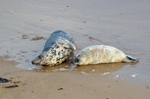 Atlantic Grey Seals