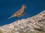 Rock Pipit
