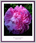 Rosa 'Jacques Cartier'
