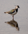 Lapwing