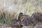Teesdale  2018-04-17 15-01-42 
