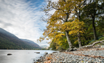 Lakeside trees, Buttermere (2)