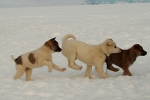 Husky puppies 5447