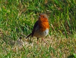 Robin