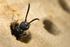 Sapyga quinquepunctata (f)