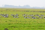 Barnacle Geese