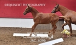 JAC_6396