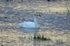 Whooper Swan