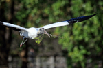 Wood Stork flying with nest material, Wakodahatchee Wetlands, Florida