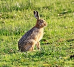 Hare