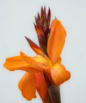 27th June Canna Lily