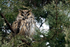 Long-eared Owl