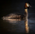 GREAT CRESTED GREBE 1