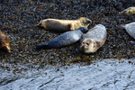 Seals on Loch Linnhe - DSC_9179_00109