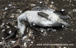SBG045: Dead gannet chick