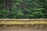 19 Drying Hand Cut Rice 1