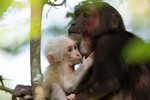 Mother and baby stump-tailed Macaques