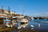NEW BX31 Swans at Brixham Harbour early morning and The Golden HInd