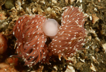 Facelina bostoniensis copulating TBC