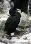 SBC012: Shag with egg