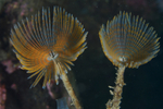 Sabella pavonina