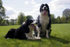 The pair 2