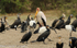 Yellow- billed stork and cormorants