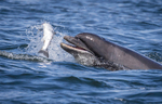 Chanory point, Bottle nose dolphins