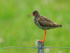 Redshank calling, Hotel Raudaskrida, Iceland