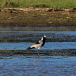 Blacksmith Lapwing portfolio