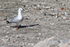 Hartlaub's Gull on stony ground, Betty's Bay, South Africa