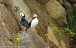 Horned puffins