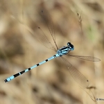 Common Blue Damselfly (Enallagma cyathigerum) M