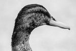 Duck Portrait BW